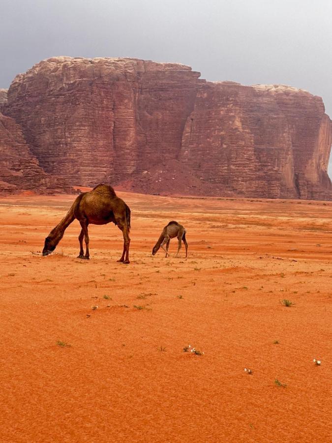 Wadi Rum Oryx Hostel & Tours Exterior photo